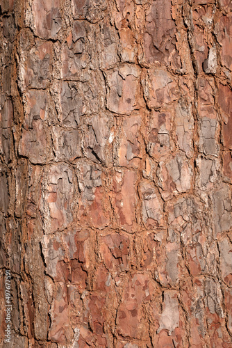 Old Wood texture for Nature Background.