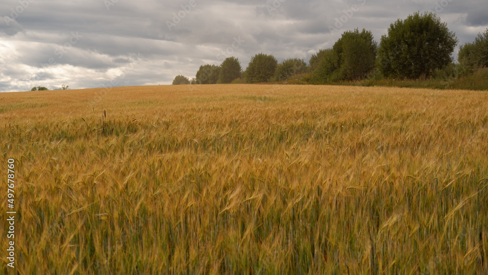 Beautiful landscape field on a summer day. Rural scene of wheat ears, field of wheat
