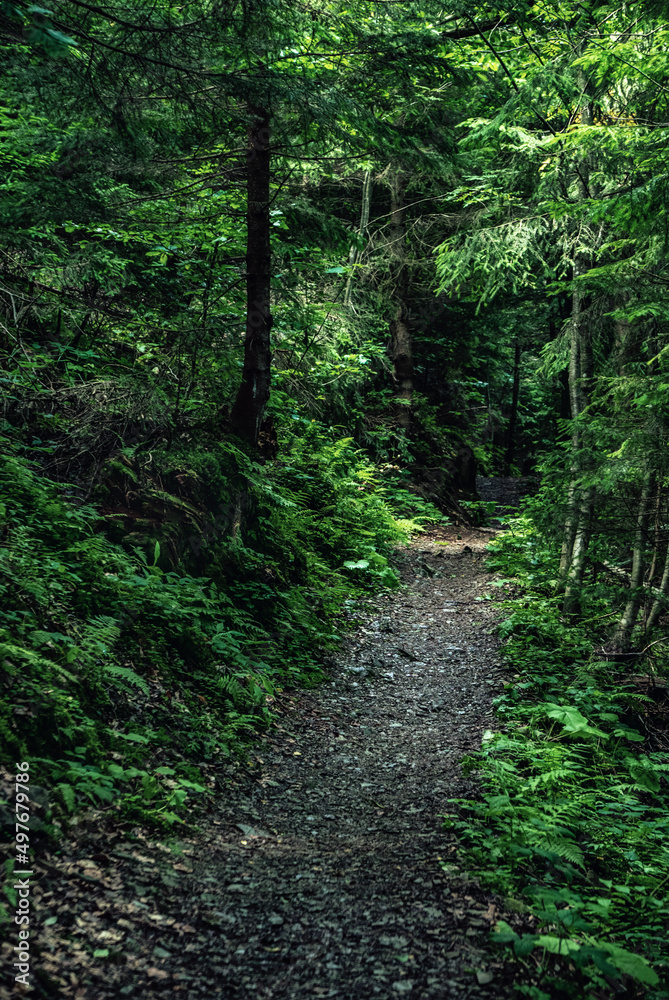 Dark moody forest Dark moody forest