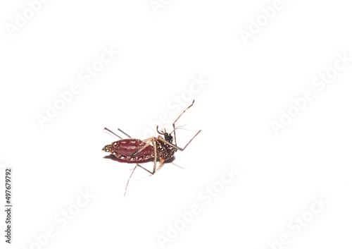 Mosquito lying dead white background © Gan