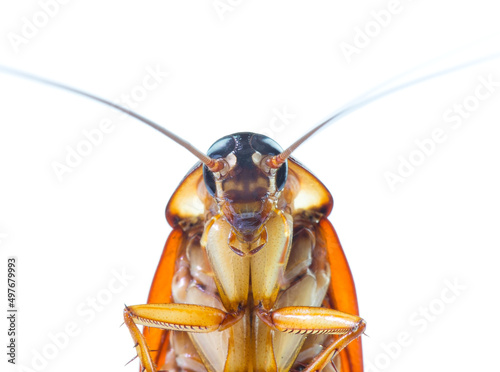 action image of Cockroaches, Cockroaches isolated on white background