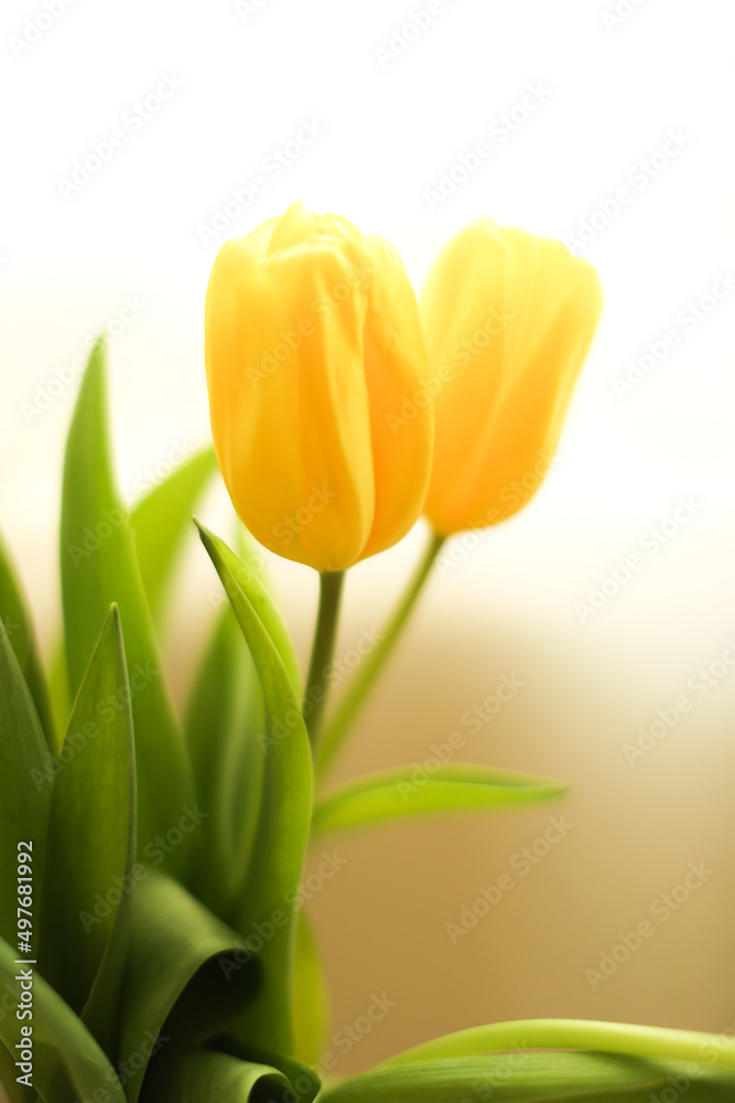 Yellow tulip buds, close-up of tulips, blurred soft focus abstract background Yellow tulip buds, close-up of tulips, blurred soft focus abstract background