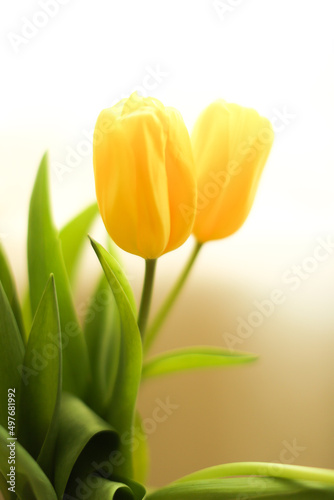 Yellow tulip buds  close-up of tulips  blurred soft focus abstract background