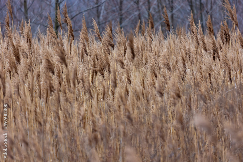 Fototapeta premium View of the reeds in the national park. The photo was taken on a cloudy autumn day