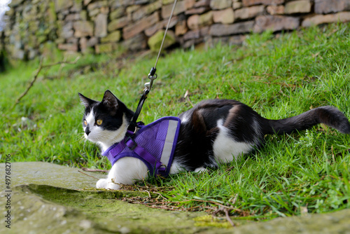 Cat in a harness looking out at the world