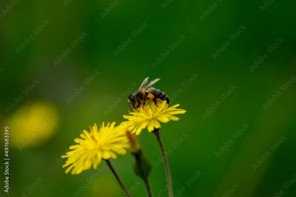 Polinización de las abejas en la primavera Polinización de las abejas en la primavera