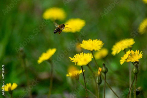 Polinización de las abejas en la primavera © Daniel