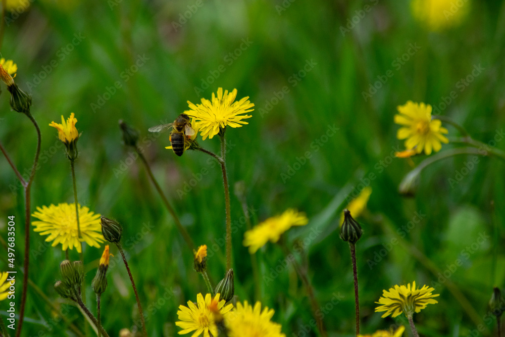 Polinización de las abejas en la primavera Polinización de las abejas en la primavera