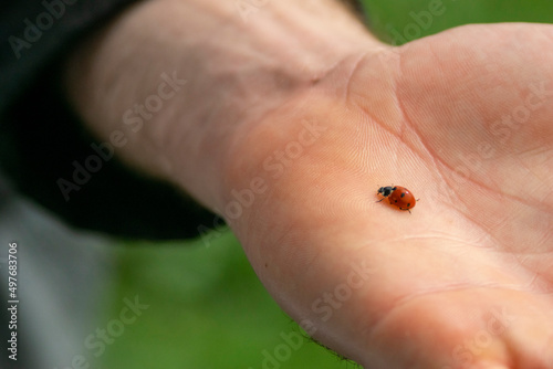 Mariquita, catarina o Coccinellidae en mano de persona photo