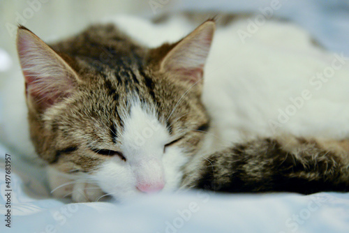 Cute cat sleeping on a pillow