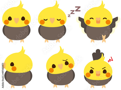 オカメインコ　セット