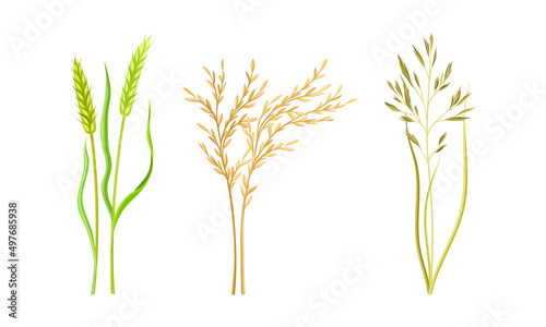 Cereal plants set. Spikelets of wheat, rye, oat vector illustration