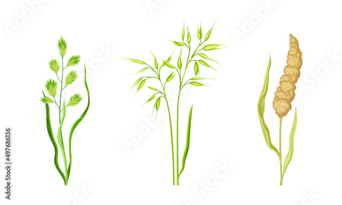 Cereal plants spikelets set. Stalks of grain plants. Agricultural organic product vector illustration