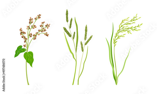Cereal plants spikelets, agricultural organic products vector illustration