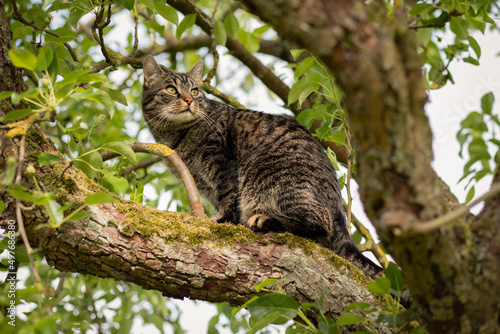 A tabby cat sitting in the tree, watching curiously and attentively. Tree branches with green leaves. European shorthair cat. Spring and summer mood. © Isabella Marlen