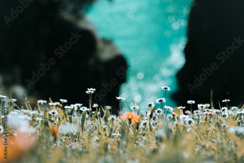 Photographie flowers lakes and spring in cantabria
