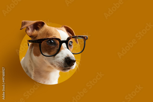 yellow banner. back to school. dog in eyeglasses. cool botanical style
