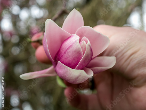 Flowering of the magnolia tree. Close-up of a pink magnolia flower. A man's hand holds a branch with a flower. Top view of the flower bud that has not yet fully opened. Spring. Horizontally