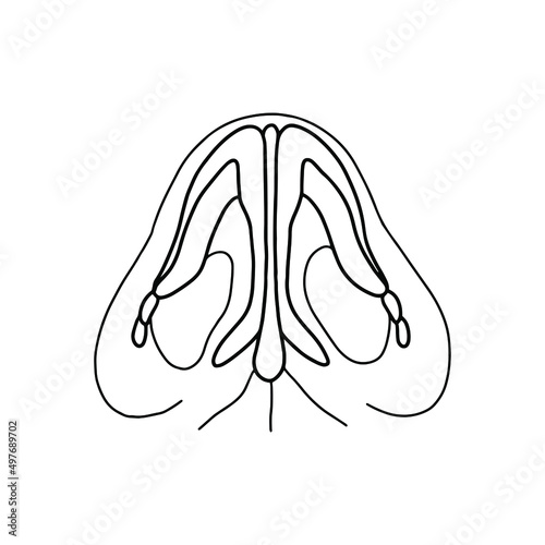 Human nasal septum, drawn by lines on white background. Vector Stock illustration.