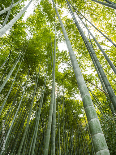 Bamboo forest. Green bamboo stalks rise up. Above the green foliage of a noisy forest. Pattern. Vertical