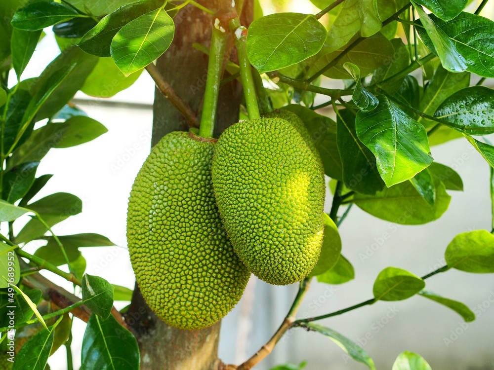 Young jackfruit hanging on tree Young jackfruit hanging on tree