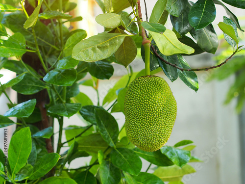 Young jackfruit hanging on tree