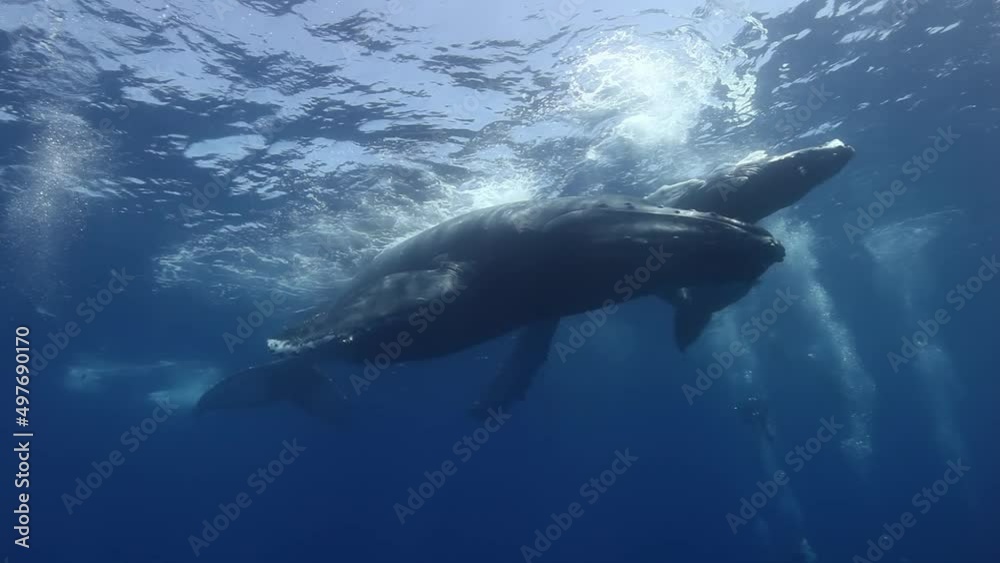 Close-up humpback whale mother and calf underwater in Pacific Ocean. Giant animals Megaptera Novaeangliae huge whales in pure transparent water in Tonga Polynesia Close-up humpback whale mother and calf underwater in Pacific Ocean. Giant animals Megaptera Novaeangliae huge whales in pure transparent water in Tonga Polynesia