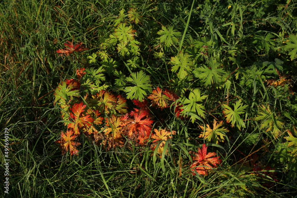 Fototapeta premium Herbstlich