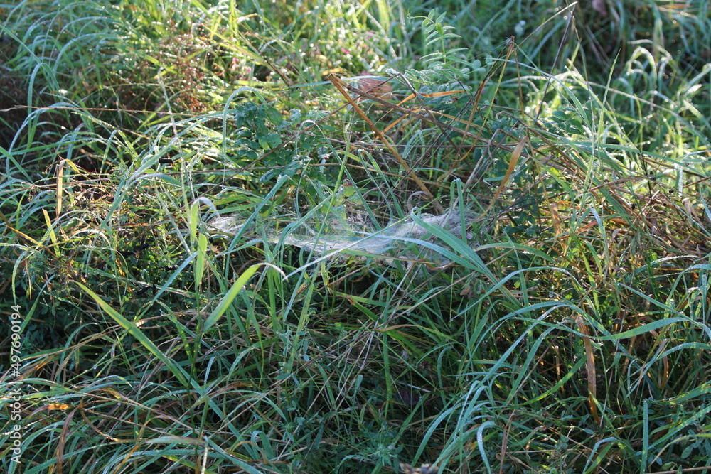 Spinnennetz im Morgentau Spinnennetz im Morgentau