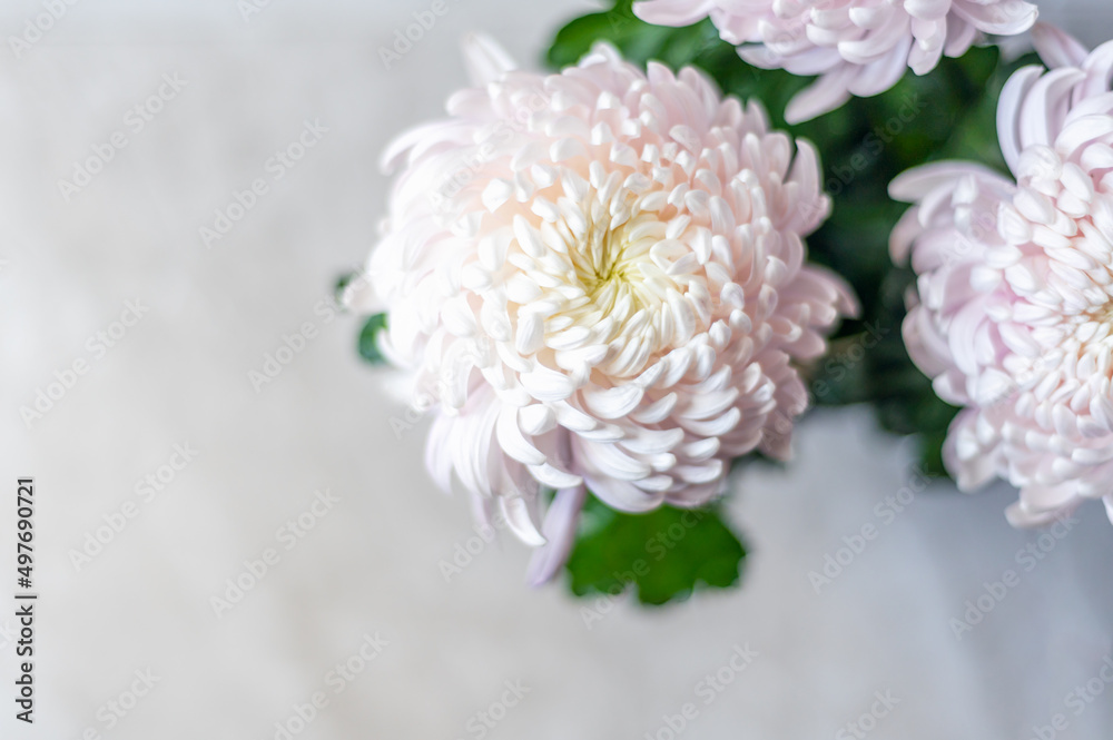 A bouquet of huge light pink chrysanthemum morifolium flowers A bouquet of huge light pink chrysanthemum morifolium flowers