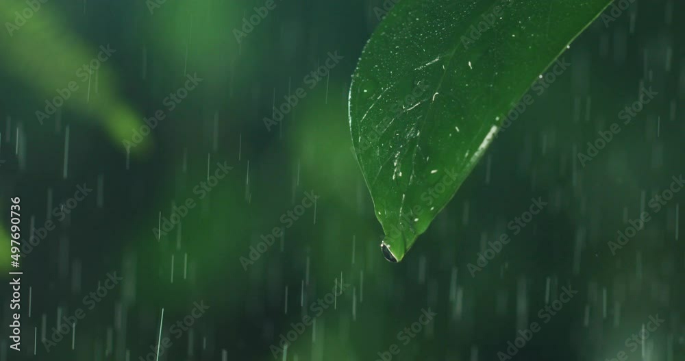 Macro shot of exotic leaf details with falling drops while raining on tropical rainforest nature foliage background.