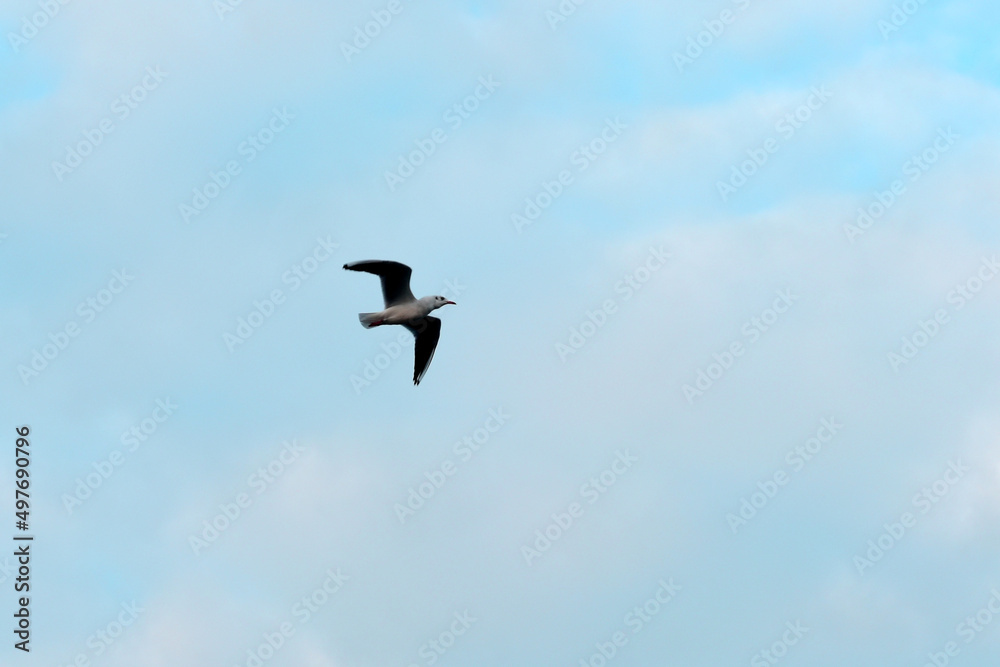In the picture, against the background of a blue sky, a seagull flies with its wings spread. In the picture, against the background of a blue sky, a seagull flies with its wings spread.
