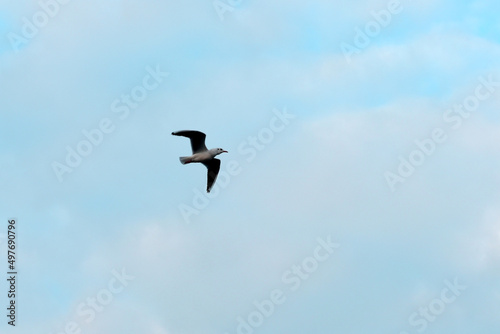 In the picture  against the background of a blue sky  a seagull flies with its wings spread.