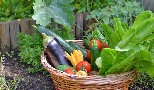closeup on a basket filled with freshly picked seasonal vegetables in the garden