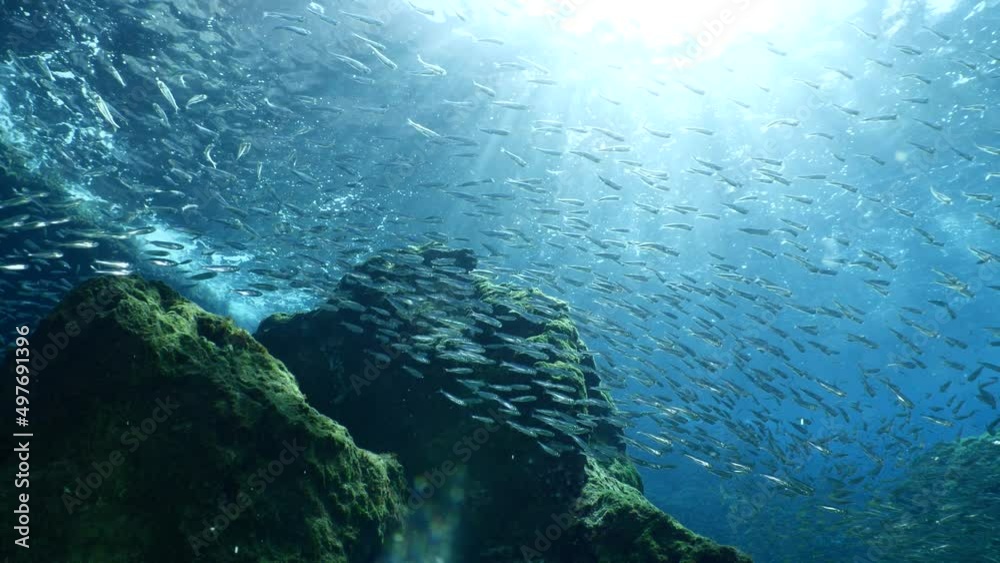 silversides hiding behind secret rocks under sun shine and beams underwater silverside fish school wavy sea protection ocean scenery behaviour backgrounds silversides hiding behind secret rocks under sun shine and beams underwater silverside fish school wavy sea protection ocean scenery behaviour backgrounds