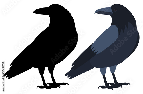 crow flat design, isolated, vector