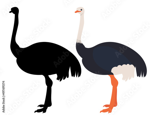 ostrich flat design, isolated, vector