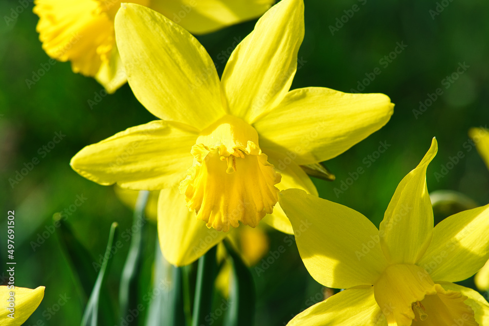 Daffodils at Easter time on a meadow. Yellow white flowers shine against the green grass.