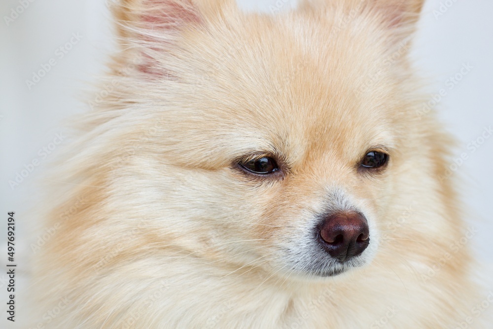 pomeranian dog portrait