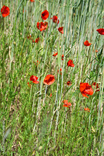 The corn poppy shines in a red blaze of color. The delicate flowers in the cornfield.