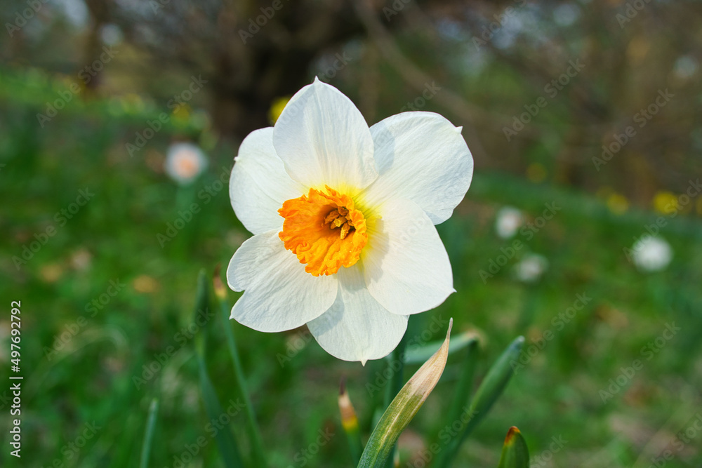 Daffodils at Easter time on a meadow. Yellow white flowers shine against the green grass.