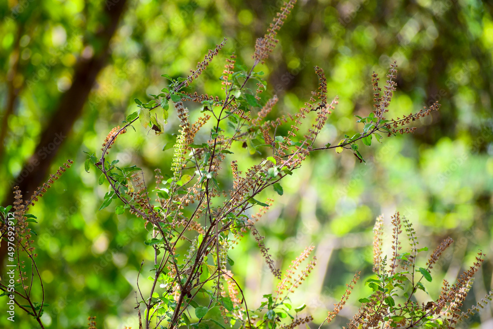 Tulsi or holy basil flowers and leaves used for tredional medicine, a plant considered sacred in India. Tulsi or holy basil flowers and leaves used for tredional medicine, a plant considered sacred in India.