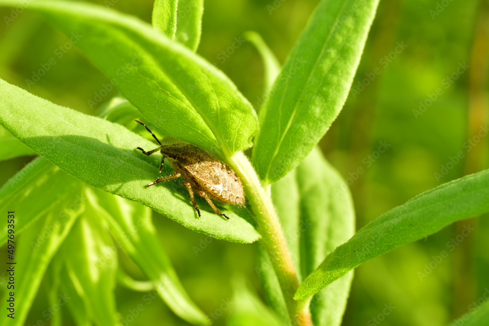 Green beetle on the leaves. Green beetle on the leaves.