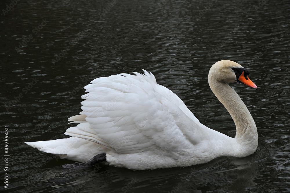 Portrait of an elegant white mute swan peacefully swimming on the lake . Wild birds outdoors photo . Free copy space. Portrait of an elegant white mute swan peacefully swimming on the lake . Wild birds outdoors photo . Free copy space.