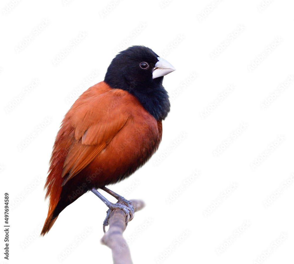 brown body, black head, silber beaks bird perching on wooden branch isolated on white background, chestnut munia brown body, black head, silber beaks bird perching on wooden branch isolated on white background, chestnut munia