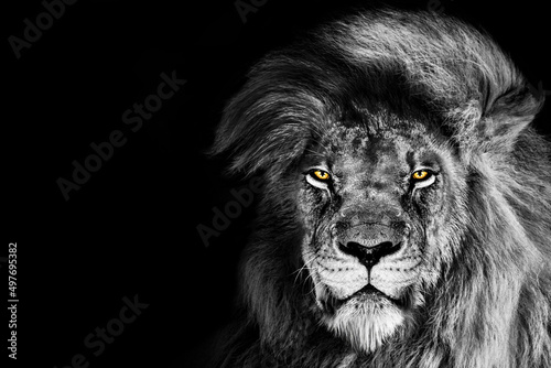 Fototapeta Naklejka Na Ścianę i Meble -  African male lion portrait , wildlife animal isolated	