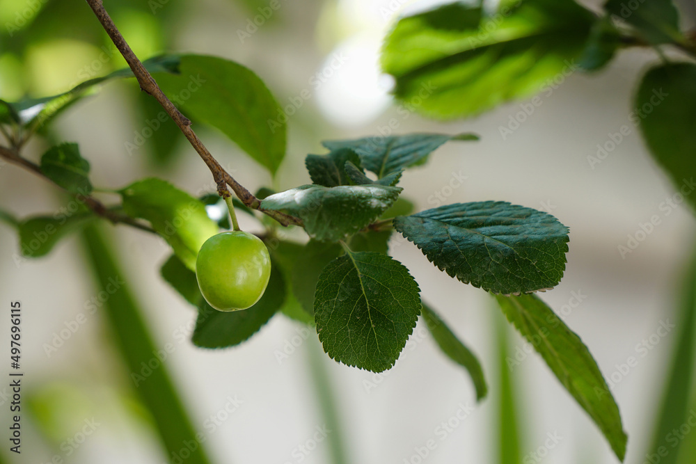 greengage fruit tree greengage fruit tree