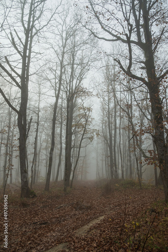 A forest in fog and haze. A spooky forest on a foggy day. A cold morning in a spooky forest with exposed tree branches.