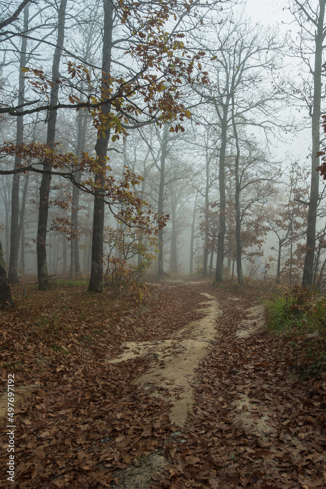 Foggy morning in an autumn forest. A road studded with fallen brown leaves stretches between trees with sparse foliage. A beautiful, mystical autumn landscape.