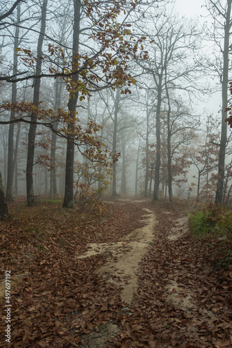 Foggy morning in an autumn forest. A road studded with fallen brown leaves stretches between trees with sparse foliage. A beautiful  mystical autumn landscape.